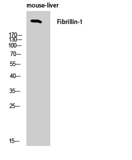 Fig. Western Blot analysis of Mouse-liver cells using FBN1 Polyclonal Antibody.