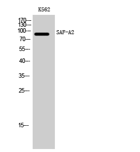Fig. Western Blot analysis of K562 cells using SAF-A2 Polyclonal Antibody.
