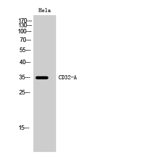 Fig. Western Blot analysis of Hela cells using CD32-A Polyclonal Antibody.