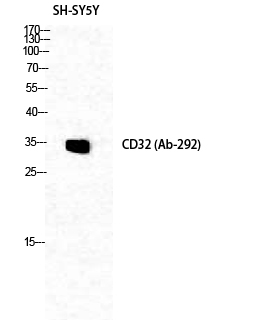 Fig. Western Blot analysis of SH-SY5Y cells using CD32 Polyclonal Antibody diluted at 1:1000.