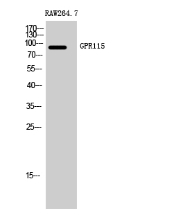 Fig. Western Blot analysis of RAW264.7 cells using GPR115 Polyclonal Antibody.