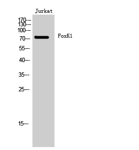 Fig. Western Blot analysis of Jurkat cells using FoxK1 Polyclonal Antibody.