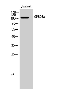Fig.1. Western Blot analysis of Jurkat cells using GPRC6A Polyclonal Antibody diluted at 1:1000.