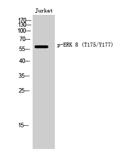Fig. Western Blot analysis of Jurkat cells using Phospho-ERK 8 (T175/Y177) Polyclonal Antibody.