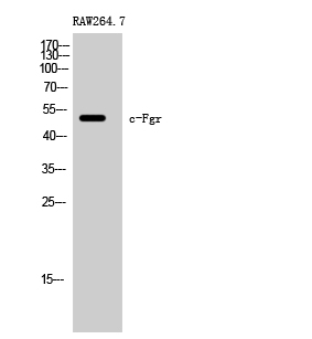 Fig. Western Blot analysis of RAW264.7 cells using c-Fgr Polyclonal Antibody.