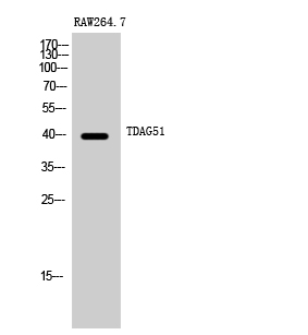 Fig. Western Blot analysis of RAW264.7 cells using TDAG51 Polyclonal Antibody.