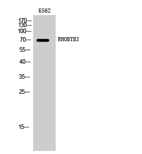 Fig.1. Western Blot analysis of K562 cells using RHOBTB3 Polyclonal Antibody diluted at 1:2000.