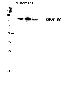 Fig.2. Western blot analysis of customer's lysis using RHOBTB3 antibody. Antibody was diluted at 1:2000.