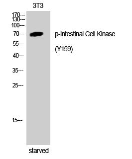 Fig. Western Blot analysis of 3T3 cells using Phospho-Intestinal Cell Kinase (Y159) Polyclonal Antibody.