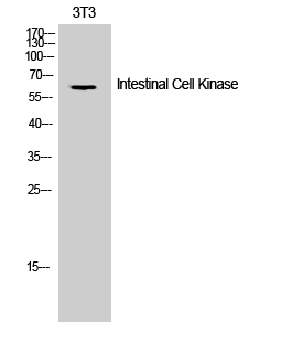 Fig. Western Blot analysis of 3T3 cells using Intestinal Cell Kinase Polyclonal Antibody.