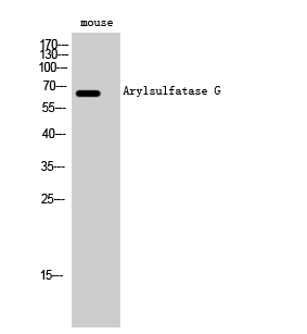 Fig. Western Blot analysis of Mouse cells using Arylsulfatase G Polyclonal Antibody.