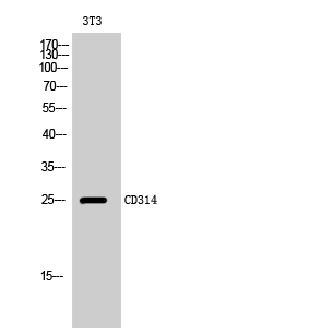 Fig. Western Blot analysis of 3T3 cells using CD314 Polyclonal Antibody.