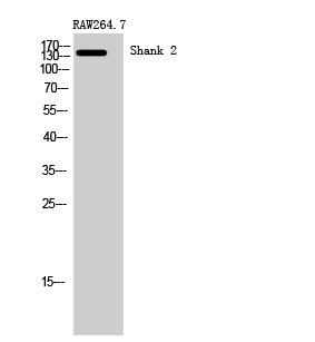 Fig. Western Blot analysis of RAW264.7 cells using Shank 2 Polyclonal Antibody.