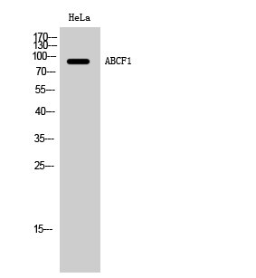 Fig. Western Blot analysis of HeLa cells using ABCF1 Polyclonal Antibody.