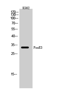 Fig. Western Blot analysis of K562 cells using FoxE3 Polyclonal Antibody.