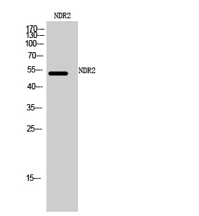 Fig. Western Blot analysis of Mouse cells using NDR2 Polyclonal Antibody.