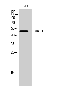 Fig. Western Blot analysis of 3T3 cells using RBM34 Polyclonal Antibody.