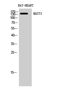 Fig. Western Blot analysis of RAT-HEART cells using MAST3 Polyclonal Antibody diluted at 1:500.