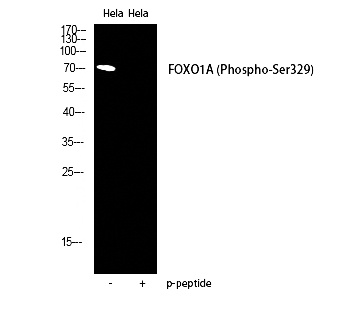 Fig. Western Blot analysis of HELA cells using Phospho-FoxO1A (S329) Polyclonal Antibody diluted at 1:2000.