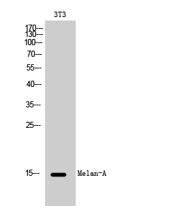Fig. Western Blot analysis of 3T3 cells using Melan-A Polyclonal Antibody.