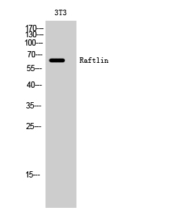 Fig. Western Blot analysis of 3T3 cells using Raftlin Polyclonal Antibody.