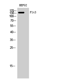 Fig. Western Blot analysis of HEPG2 cells using Flt3 Polyclonal Antibody diluted at 1:1000.