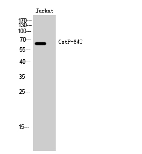 Fig. Western Blot analysis of Jurkat cells using CstF-64T Polyclonal Antibody.
