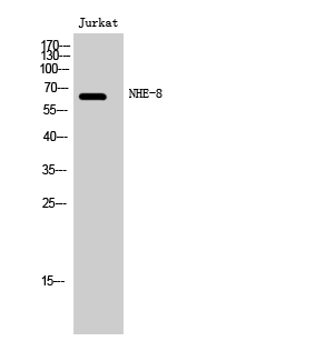 Fig. Western Blot analysis of Jurkat cells using NHE-8 Polyclonal Antibody.