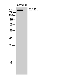 Fig. Western Blot analysis of SH-SY5Y cells using CLASP1 Polyclonal Antibody diluted at 1:2000.