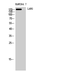 Fig. Western Blot analysis of RAW264.7 cells using LARG Polyclonal Antibody.