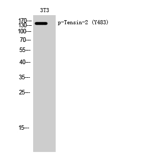 Fig.1. Western Blot analysis of 3T3 cells using Phospho-Tensin-2 (Y483) Polyclonal Antibody diluted at 1:2000.