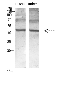 Fig. Western blot analysis of various cell Lysate, antibody was diluted at 1:1000. Secondary antibody (catalog#: A21020) was diluted at 1:20000.
