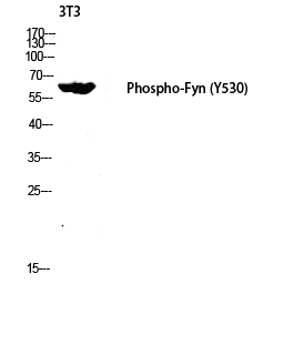 Fig.2. Western blot analysis of 3T3 lysis using Phospho-Fyn (Y530) antibody. Antibody was diluted at 1:2000.