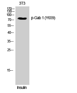 Fig. Western Blot analysis of 3T3 cells using Phospho-Gab 1 (Y659) Polyclonal Antibody.