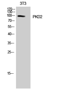 Fig. Western Blot analysis of NIH-3T3 cells using PKD2 Polyclonal Antibody.