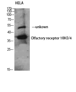 Fig. Western Blot analysis of HELA using Olfactory receptor 10H3/4 Polyclonal Antibody. Antibody was diluted at 1:1000.