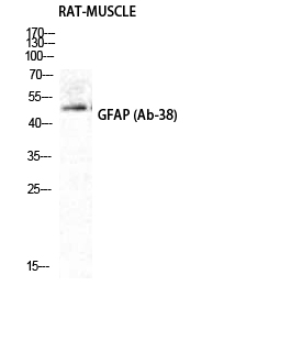 Fig.1. Western Blot analysis of RAT-MUSCLE cells using GFAP Polyclonal Antibody diluted at 1:2000.