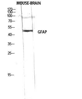 Fig.2. Western Blot analysis of RAW using GFAP Polyclonal Antibody diluted at 1:2000.