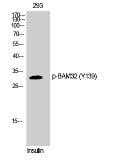 Fig. Western Blot analysis of 293 cells using Phospho-BAM32 (Y139) Polyclonal Antibody.