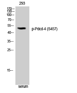 Fig. Western Blot analysis of 293 cells using Phospho-Pdcd-4 (S457) Polyclonal Antibody.