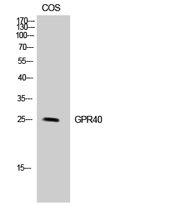 Fig.2. Western Blot analysis of COS-7 cells using GPR40 Polyclonal Antibody diluted at 1:500.