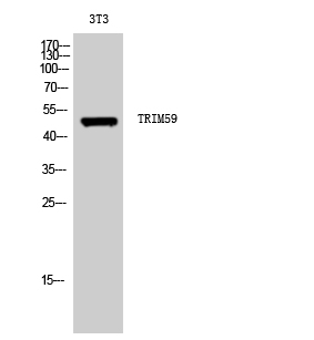 Fig. Western Blot analysis of 3T3 cells using TRIM59 Polyclonal Antibody. Secondary antibody (catalog#: A21020) was diluted at 1:20000.