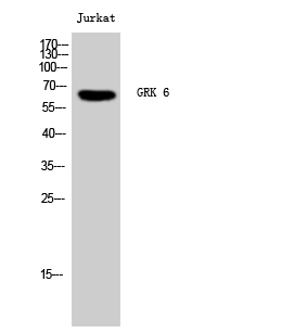 Fig. Western Blot analysis of Jurkat cells using GRK 6 Polyclonal Antibody.