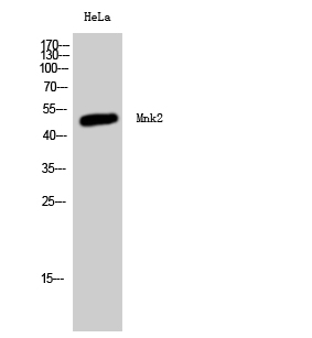 Fig. Western Blot analysis of HeLa cells using Mnk2 Polyclonal Antibody.