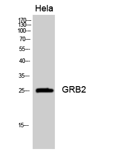Fig. Western Blot analysis of Hela cells using GRB2 Polyclonal Antibody diluted at 1:2000.