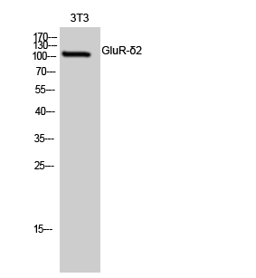 Fig. Western Blot analysis of 3T3 cells using GluR-δ2 Polyclonal Antibody.