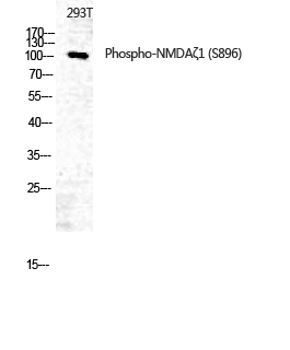 Fig. Western Blot analysis of 293T using Phospho-NMDAζ1 (S896) Polyclonal Antibody. Antibody was diluted at 1:500.