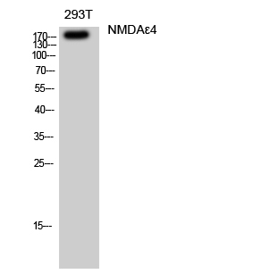 Fig. Western Blot analysis of 293T cells using NMDAε4 Polyclonal Antibody diluted at 1:500.
