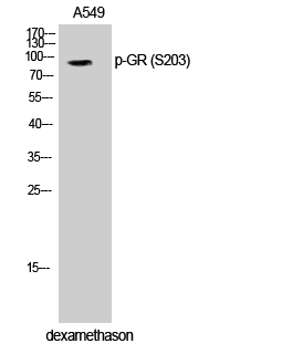 Fig.1. Western Blot analysis of A549 cells using Phospho-GR (S203) Polyclonal Antibody diluted at 1:500.
