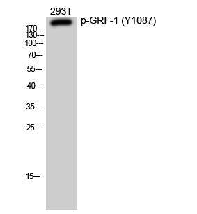 Fig. Western Blot analysis of 293T cells using Phospho-GRF-1 (Y1087) Polyclonal Antibody diluted at 1:1000.